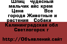 Шпиц - чудесный мальчик айс-крем › Цена ­ 20 000 - Все города Животные и растения » Собаки   . Калининградская обл.,Светлогорск г.